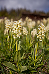 KA_110525_2739 / Dactylorhiza sambucina / Søstermarihand