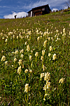 KA_110525_2744 / Dactylorhiza sambucina / Søstermarihand