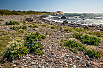 KA_110612_2913 / Crambe maritima / Strandkål