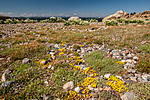 KA_110612_2915 / Sedum acre / Bitterbergknapp