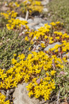KA_110612_2916 / Sedum acre / Bitterbergknapp