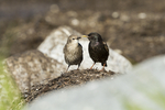 KA_110612_2977 / Sturnus vulgaris / Stær