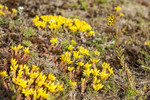 KA_110614_1583 / Sedum acre / Bitterbergknapp <br /> Sedum rupestre / Broddbergknapp