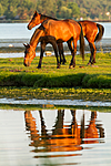 KA_110615_3699 / Equus caballus / Hest