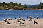 KA_110625_4323 / Branta leucopsis / Hvitkinngås