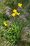 KA_110628_1797 / Arnica montana / Solblom