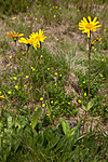 KA_110628_1812 / Arnica montana / Solblom