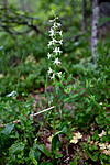 KA_110628_1824 / Platanthera bifolia / Nattfiol