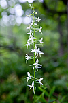 KA_110628_1825 / Platanthera bifolia / Nattfiol