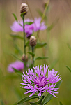 KA_110705_4380 / Centaurea scabiosa / Fagerknoppurt