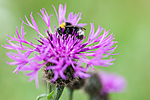 KA_110705_4390 / Centaurea scabiosa / Fagerknoppurt
