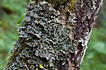 KA_110817_4222 / Peltigera collina / Kystårenever
