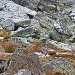 KA_110820_4049 / Vulpes lagopus / Fjellrev