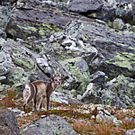 KA_110820_4054 / Vulpes lagopus / Fjellrev