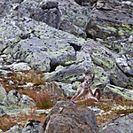 KA_110820_4058 / Vulpes lagopus / Fjellrev