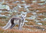 KA_110821_4087 / Vulpes lagopus / Fjellrev
