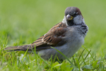 KA_110831_4509 / Passer domesticus / Gråspurv