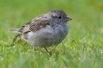 KA_110831_4511 / Passer domesticus / Gråspurv