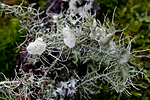 KA_110919_3488 / Usnea florida / Blomsterstry