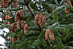 KA_111104_4262 / Picea sitchensis / Sitkagran