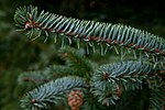 KA_111104_4265 / Picea sitchensis / Sitkagran