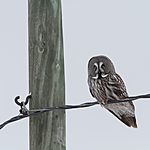 KA_120322_0165 / Strix nebulosa / Lappugle