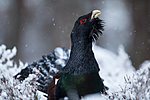 KA_120421_4834 / Tetrao urogallus / Storfugl
