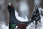 KA_120421_4837 / Tetrao urogallus / Storfugl