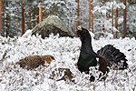 KA_120421_4871 / Tetrao urogallus / Storfugl