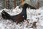 KA_120421_4872 / Tetrao urogallus / Storfugl