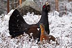 KA_120421_4875 / Tetrao urogallus / Storfugl