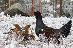 KA_120421_4881 / Tetrao urogallus / Storfugl