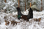 KA_120421_4884 / Tetrao urogallus / Storfugl