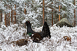 KA_120421_4886 / Tetrao urogallus / Storfugl