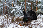 KA_120421_4908 / Tetrao urogallus / Storfugl