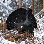 KA_120421_4910 / Tetrao urogallus / Storfugl