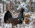 KA_120421_4912 / Tetrao urogallus / Storfugl