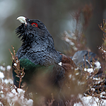 KA_120421_4939 / Tetrao urogallus / Storfugl