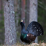 KA_120422_4969 / Tetrao urogallus / Storfugl