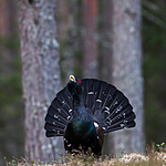 KA_120422_4973 / Tetrao urogallus / Storfugl