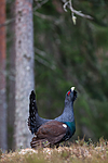 KA_120422_4974 / Tetrao urogallus / Storfugl