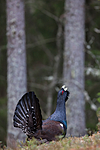 KA_120422_4977 / Tetrao urogallus / Storfugl