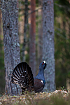 KA_120422_5000 / Tetrao urogallus / Storfugl