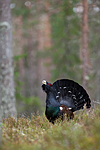KA_120422_5015 / Tetrao urogallus / Storfugl