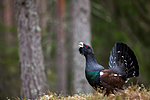 KA_120422_5022 / Tetrao urogallus / Storfugl