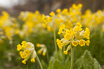 KA_120508_2483 / Primula veris / Marianøkleblom