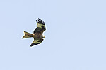 KA_120523_5342 / Milvus milvus / Glente