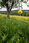 KA_120614_2552 / Trollius europaeus / Ballblom
