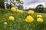 KA_120614_2563 / Trollius europaeus / Ballblom