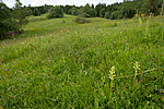 KA_120614_2595 / Platanthera montana / Grov nattfiol